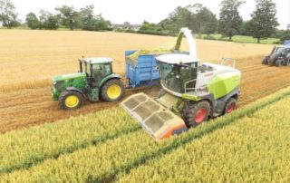Filling a silage trailer with wholecrop oats